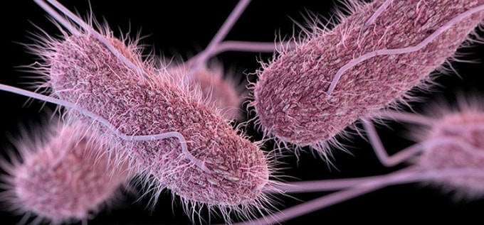 vi khuan salmonella gay benh thuong han bat ngo tai xuat tai my khien gan 130 nguoi bi nhiem hinh 1