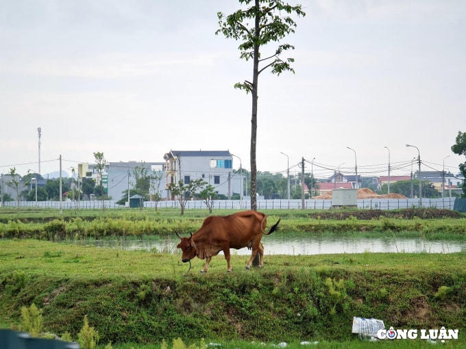 thanh hoa xot xa du an hon 600 ty bo hoang nhieu nam lien hinh 2