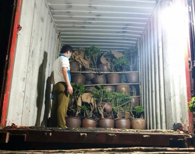 dung nhieu chau cay hoa giay de nguy trang nhieu san pham hang hoa lau hinh 4