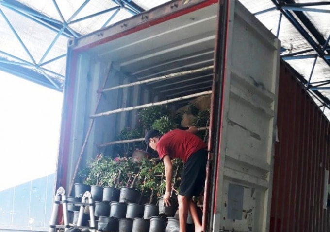 dung nhieu chau cay hoa giay de nguy trang nhieu san pham hang hoa lau hinh 1