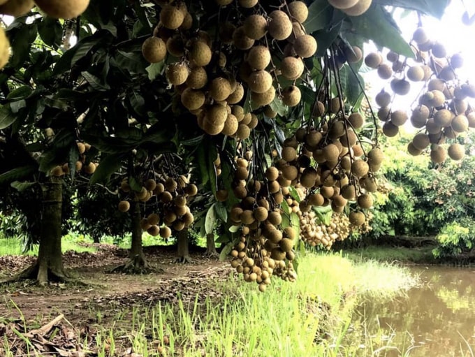 bai ca ve que huong nhan dau mua hinh 3