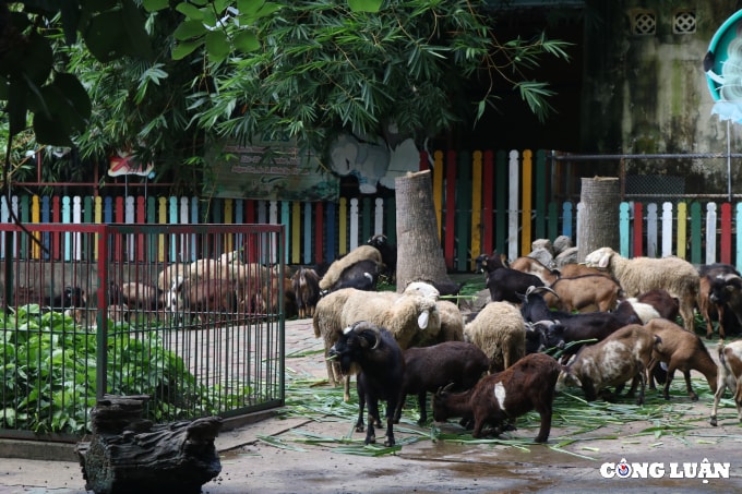 tphcm loi keu cuu cua 1500 dong vat tai thao cam vien lieu co ai nghe hinh 2