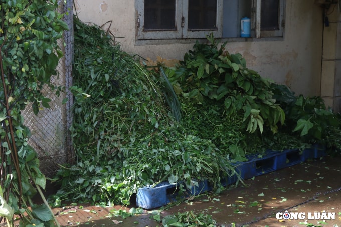 tphcm loi keu cuu cua 1500 dong vat tai thao cam vien lieu co ai nghe hinh 4