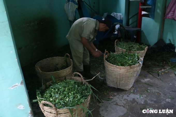 tphcm loi keu cuu cua 1500 dong vat tai thao cam vien lieu co ai nghe hinh 5
