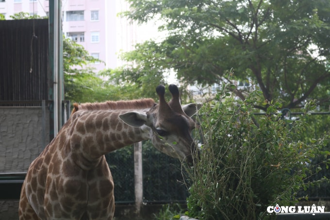 tphcm loi keu cuu cua 1500 dong vat tai thao cam vien lieu co ai nghe hinh 8