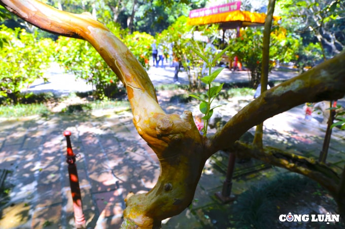 ky la cay oi biet cuoi o xu thanh hinh 4