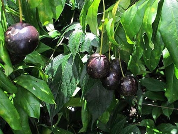 lao cai 8 hoc sinh ngo doc qua hong chau da hoi phuc hinh 1