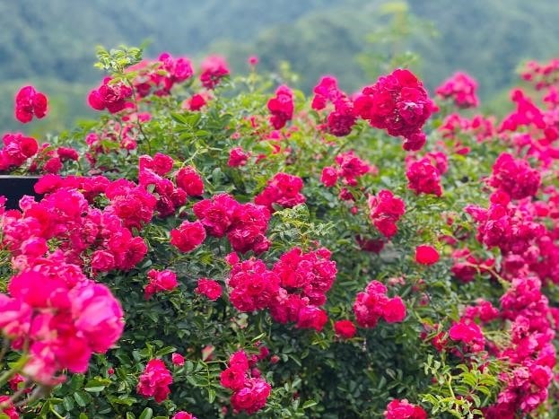 cong dong mang sot xinh xich voi trao luu missyou bao gio moi duoc vi vu day hinh 2
