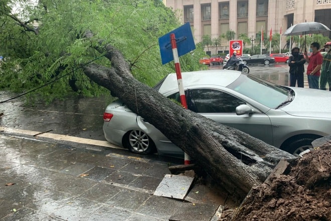 ha noi cay co thu bat goc de bep xe camry tien ty hinh 1