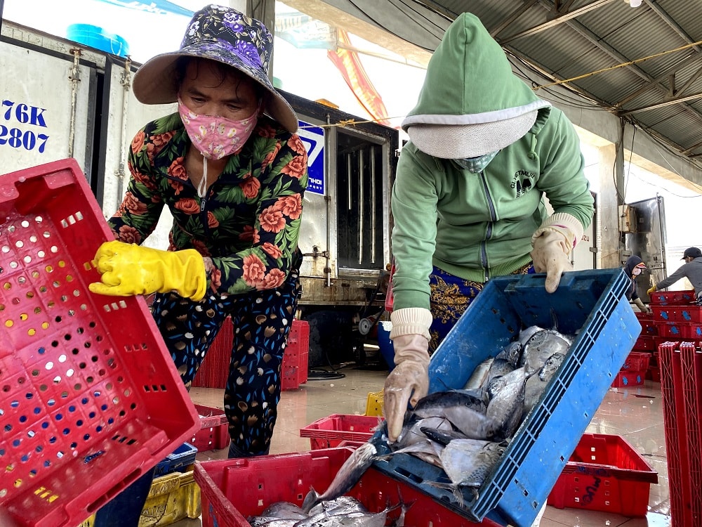 quang ngai mo cua cang ca cho phep van tai khach tuyen ly son  sa ky duoc hoat dong hinh 1