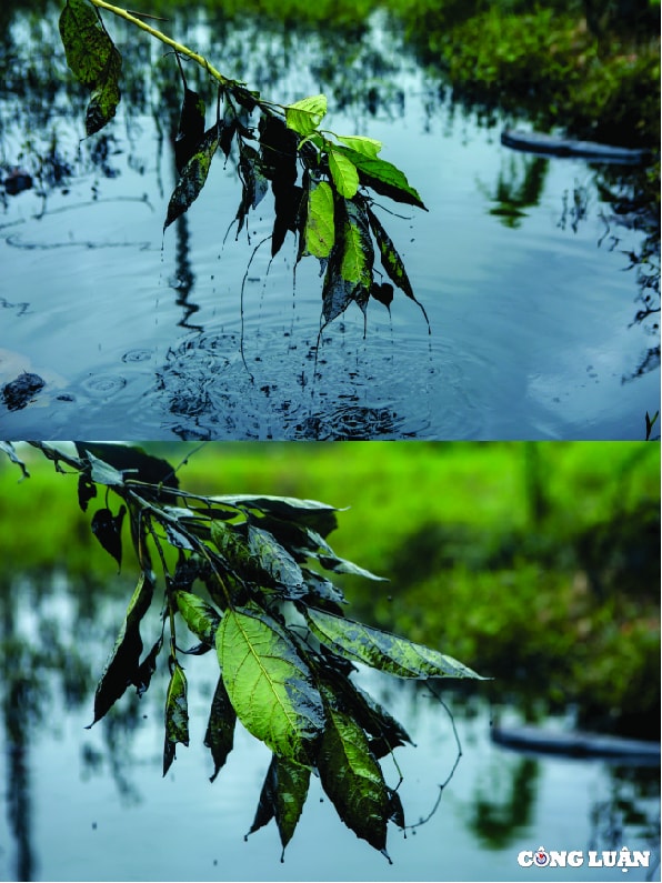huyen phuc tho ha noi can canh dau thai xa trom ra ruong nhuom 1 mau den kit mui khet let hinh 5