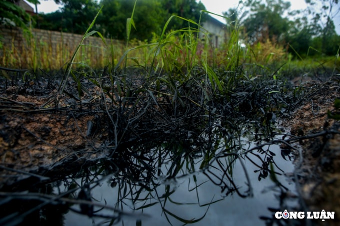 huyen phuc tho ha noi can canh dau thai xa trom ra ruong nhuom 1 mau den kit mui khet let hinh 2