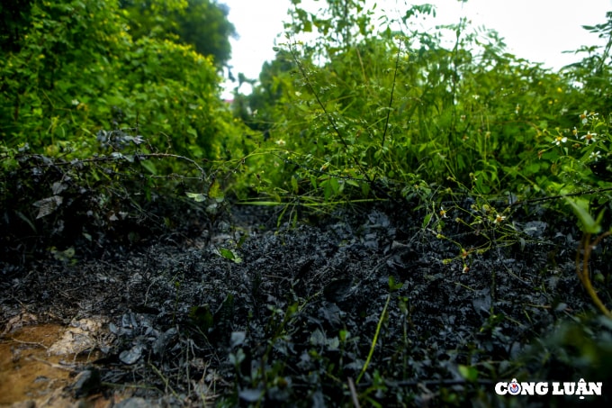 huyen phuc tho ha noi can canh dau thai xa trom ra ruong nhuom 1 mau den kit mui khet let hinh 3