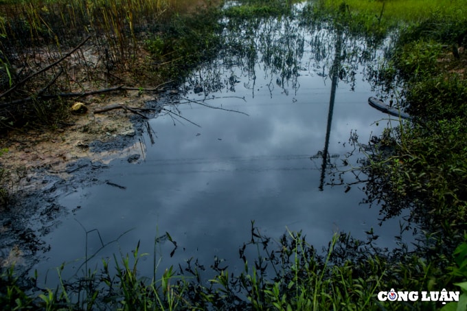 huyen phuc tho ha noi can canh dau thai xa trom ra ruong nhuom 1 mau den kit mui khet let hinh 4