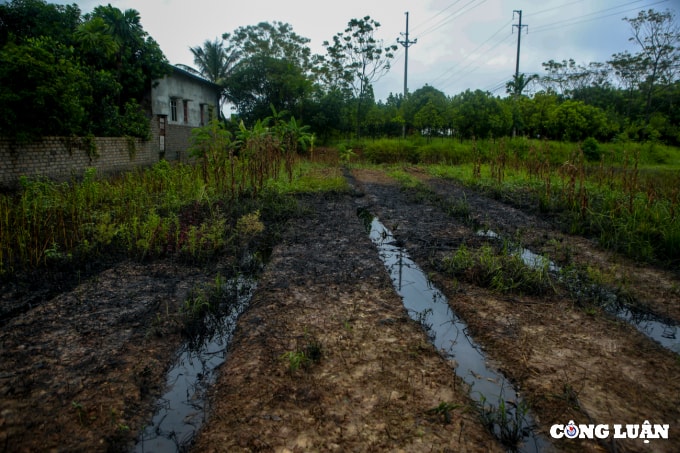 huyen phuc tho ha noi can canh dau thai xa trom ra ruong nhuom 1 mau den kit mui khet let hinh 1