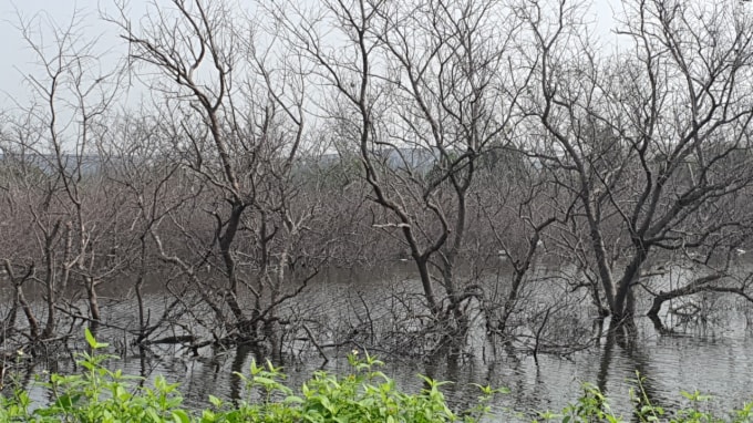 hai phong co nen phuc hoi 542 ha rung ngap man da chet hinh 1