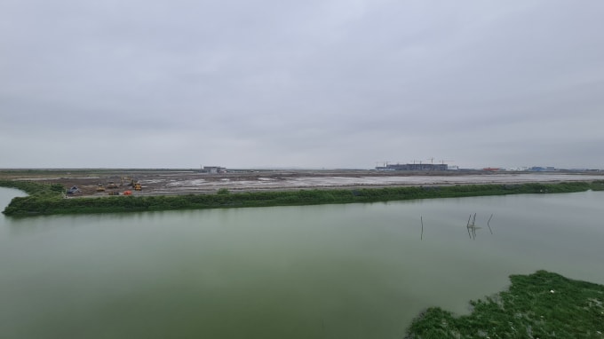 hai phong co nen phuc hoi 542 ha rung ngap man da chet hinh 2