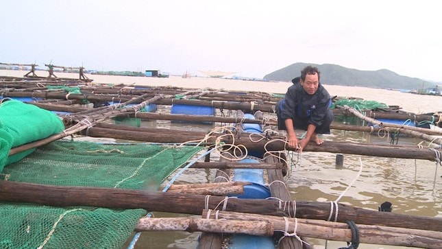 phu yen tom hum chet hang loat nguoi nuoi thiet hai tien ty hinh 1