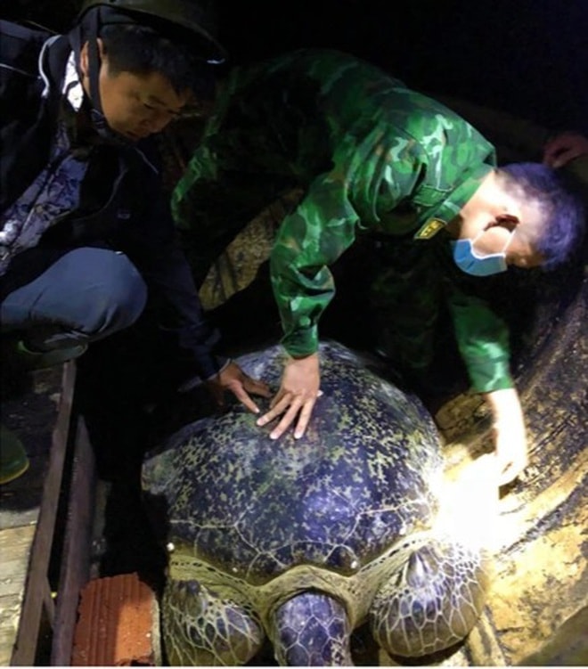 quang binh giai cuu rua bien quy nang hon 120kg mac luoi ngu dan hinh 1