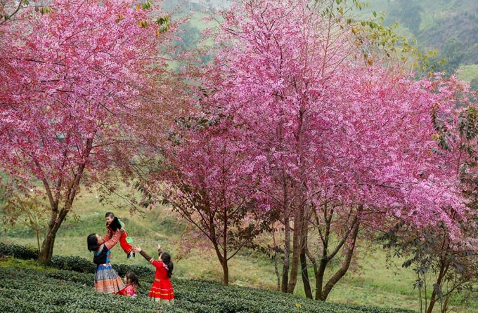 do covid 19 cam du khach tham doi hoa anh dao dep nhat sa pa hinh 1