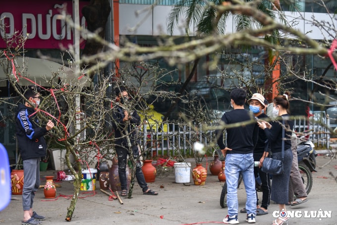 hoa dao hoa le xuong pho phuc vu nguoi dan ha noi choi tet som hinh 2