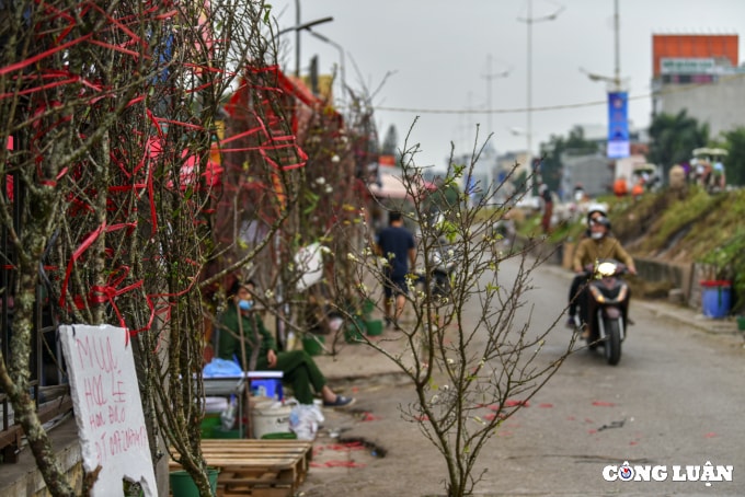 hoa dao hoa le xuong pho phuc vu nguoi dan ha noi choi tet som hinh 6