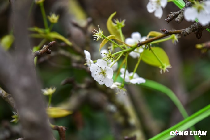hoa dao hoa le xuong pho phuc vu nguoi dan ha noi choi tet som hinh 5