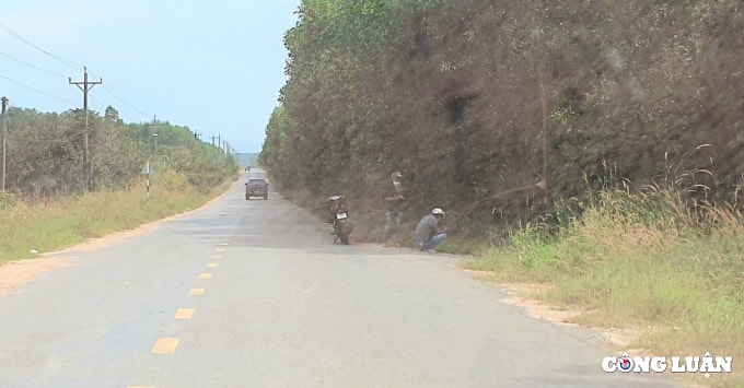 xe ben cho dat cat un un tu trong rung cao su o binh thuan hinh 3