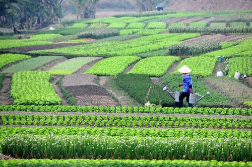 bo truong le minh hoan chuyen doi mo hinh tang truong nong nghiep la cap bach hinh 2