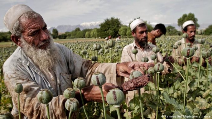 buon thuoc phien bung no o afghanistan sau khi taliban tiep quan hinh 1