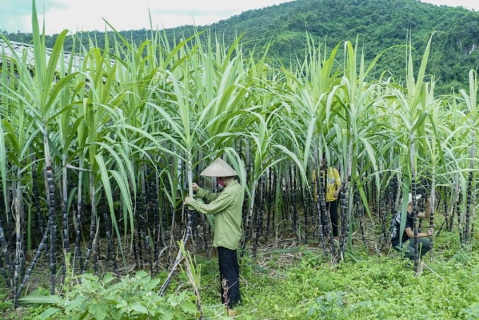 sau nua nam ap thue chong pha gia duong nhap khau tu thai lan da giam 75 hinh 1