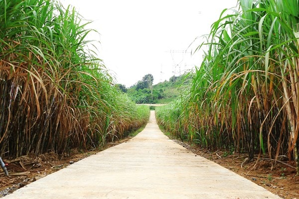 sau nua nam ap thue chong pha gia duong nhap khau tu thai lan da giam 75 hinh 2