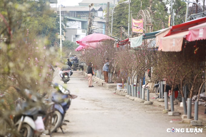 ha noi hoa man dao khoe sac gia tien trieu xuong pho chao xuan 2022 hinh 1