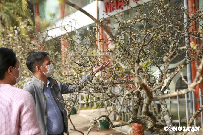ha noi hoa man dao khoe sac gia tien trieu xuong pho chao xuan 2022 hinh 9