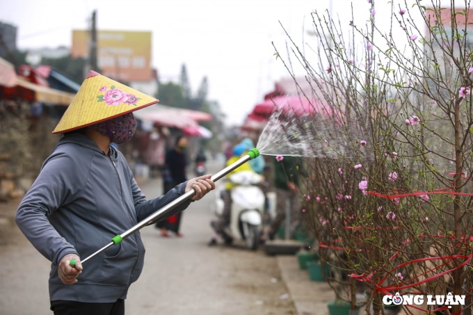 ha noi hoa man dao khoe sac gia tien trieu xuong pho chao xuan 2022 hinh 2
