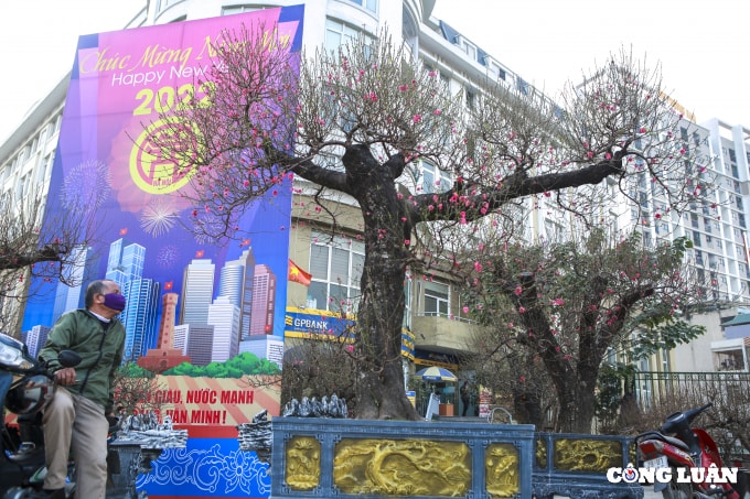 can canh cac goc dao khung co gia ca tram trieu dong phuc vu nguoi dan choi tet hinh 6