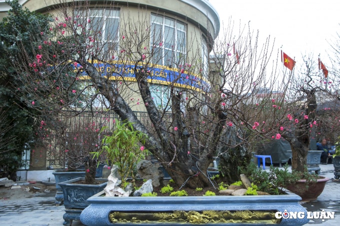 can canh cac goc dao khung co gia ca tram trieu dong phuc vu nguoi dan choi tet hinh 10
