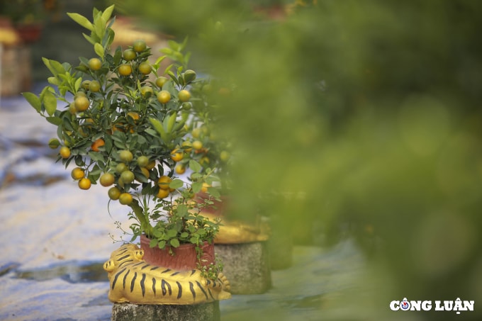 doc dao ho vang om quat bonsai gia tien trieu tai ha noi hinh 5