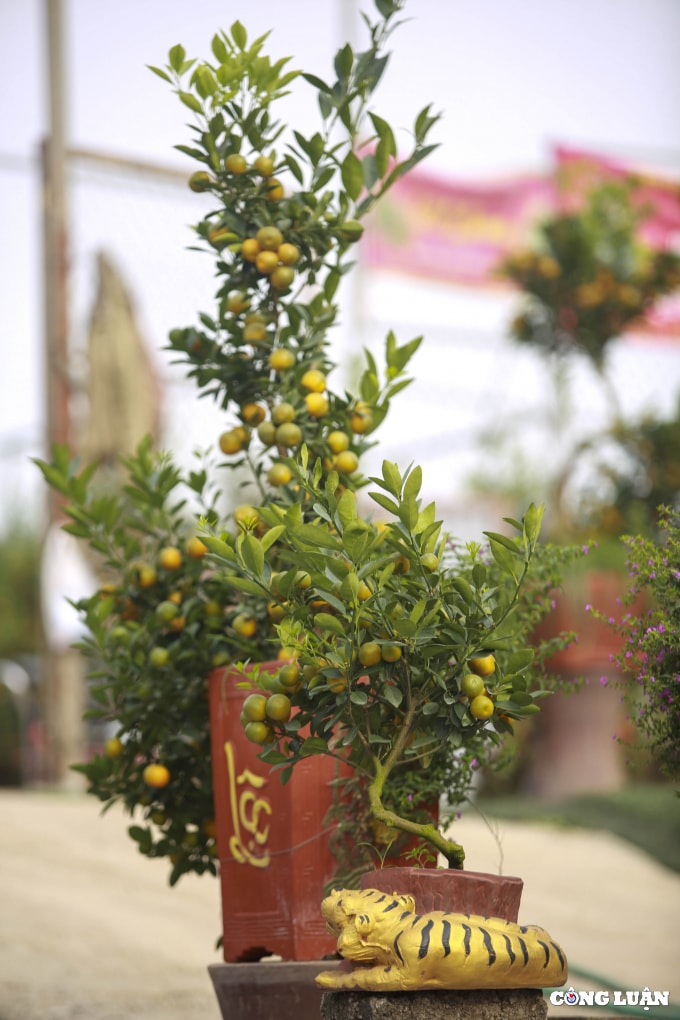 doc dao ho vang om quat bonsai gia tien trieu tai ha noi hinh 3