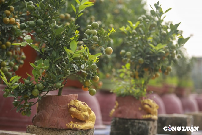 doc dao ho vang om quat bonsai gia tien trieu tai ha noi hinh 4