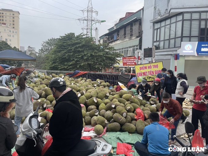 nong san cho giai cuu nam la liet tren via he ha noi cua dau con xot hinh 1