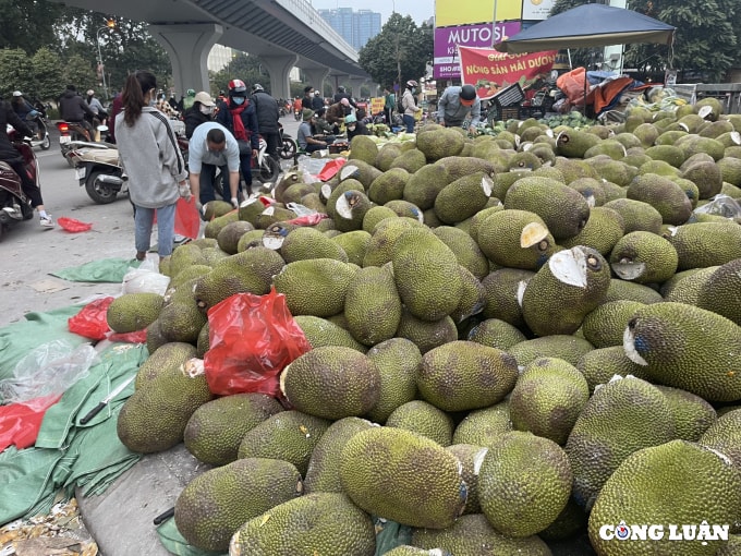 nong san cho giai cuu nam la liet tren via he ha noi cua dau con xot hinh 2