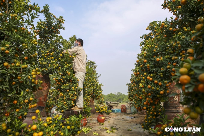ha noi quat tu lien tat bat cho vu tet cay dep gia chuc trieu da duoc dat mua truoc hinh 3