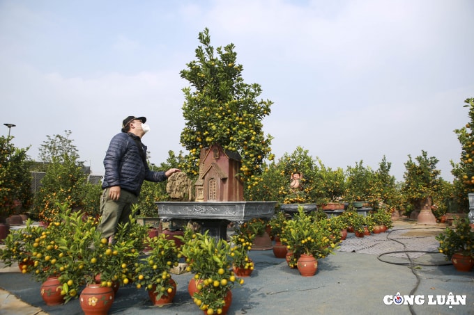 ha noi quat tu lien tat bat cho vu tet cay dep gia chuc trieu da duoc dat mua truoc hinh 8