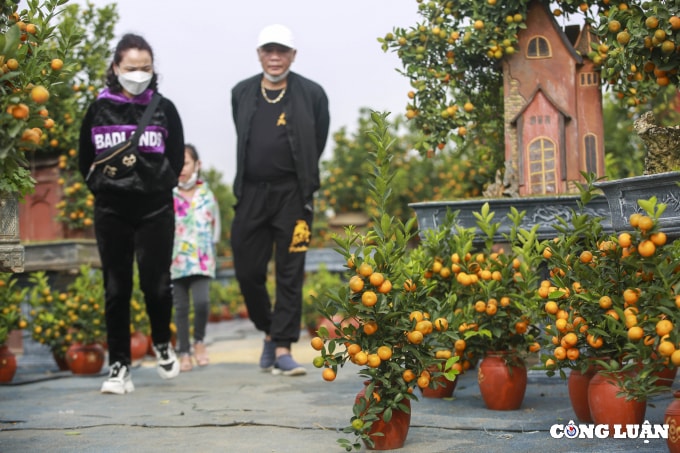 ha noi quat tu lien tat bat cho vu tet cay dep gia chuc trieu da duoc dat mua truoc hinh 7
