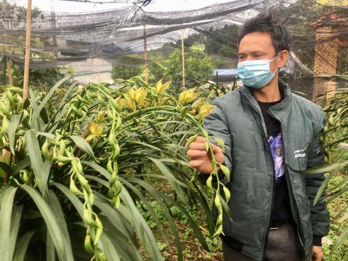 doc dao cho hoa tet dia lan sa pa hinh 2