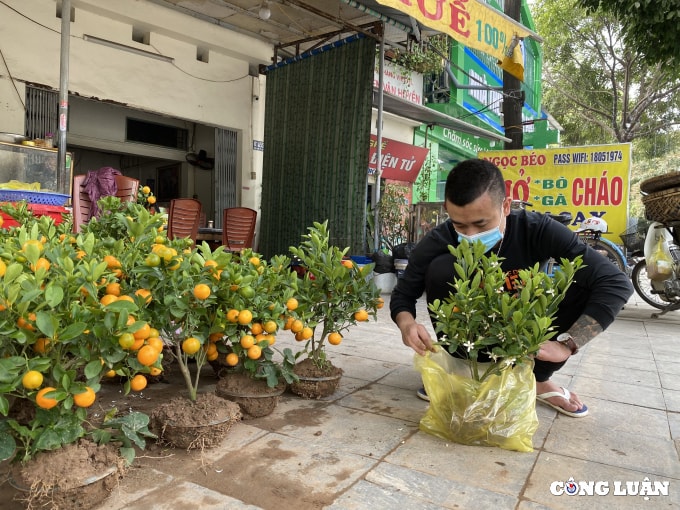 thanh hoa nhung chuyen cay canh tet dau tien ve pho hinh 3