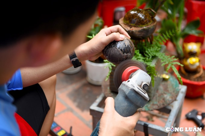 bonsai dua tao hinh ho gia tien trieu dong van chay hang dip tet hinh 6
