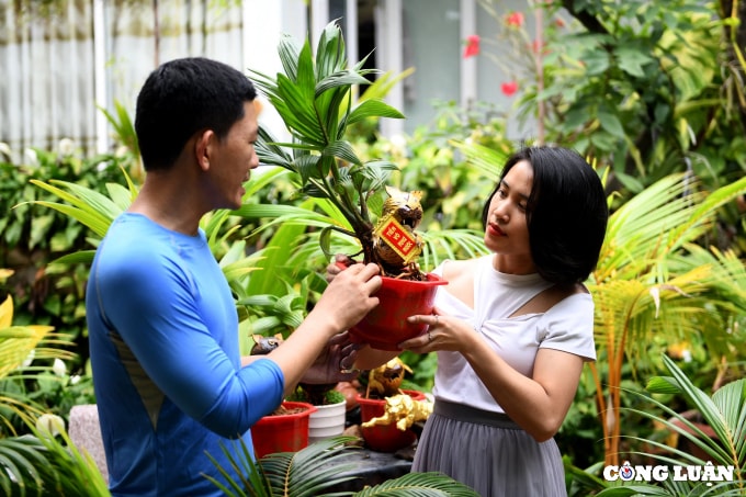 bonsai dua tao hinh ho gia tien trieu dong van chay hang dip tet hinh 4