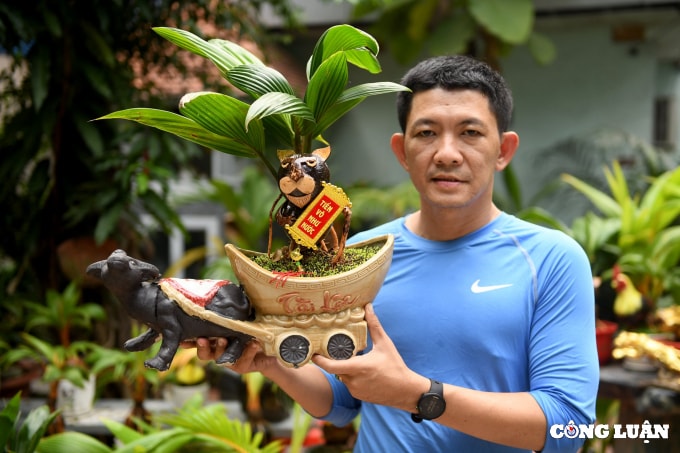 bonsai dua tao hinh ho gia tien trieu dong van chay hang dip tet hinh 11